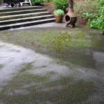 Moss covered patio